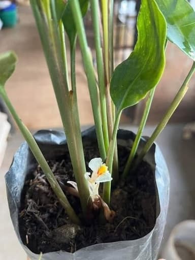 ว่านดอกทอง – ว่านมหาเสน่ห์