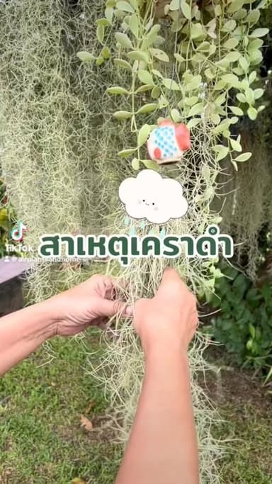 เคราฤาษี (Tillandsia)