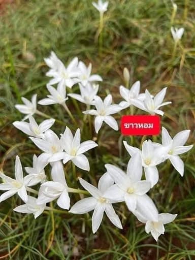 บัวดินขาวหอม