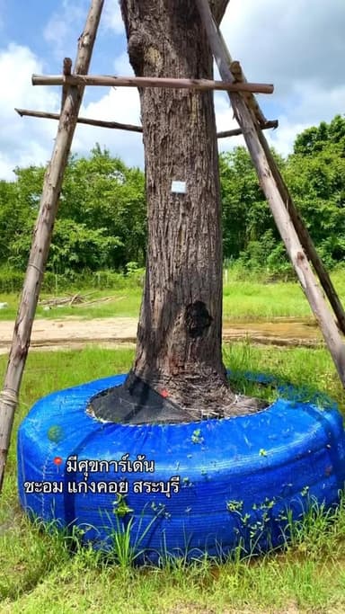 ต้นพยอม - สวยงามและดูแลง่าย