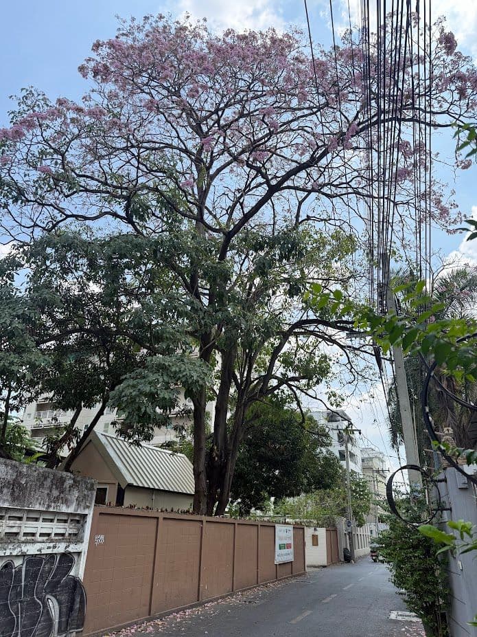 ชมพูพันธุ์ทิพย์ — ซากุระเมืองไทยที่คนมักเดินผ่านโดยไม่รู้จัก