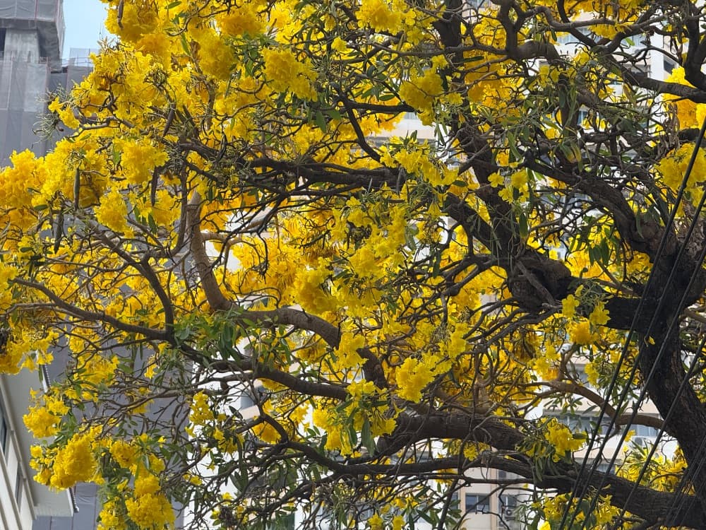 เหลืองปรีดียาธร — ต้นไม้มงคลดอกเหลืองอร่ามที่บานสะพรั่งรับหน้าร้อน