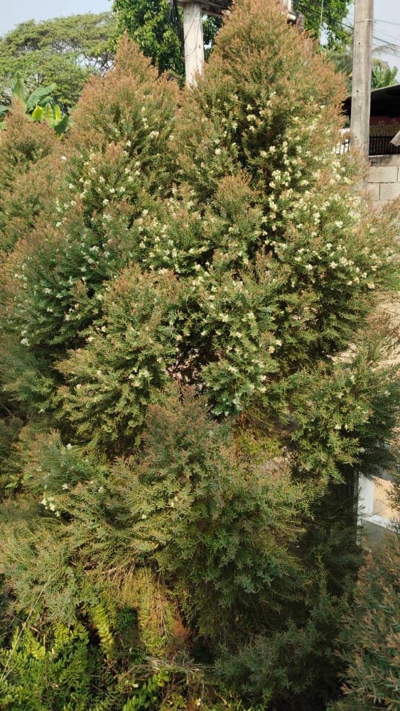 สนหอมไล่ยุง — ต้นไม้สวยที่มีดอกด้วย แต่หลายคนไม่รู้!