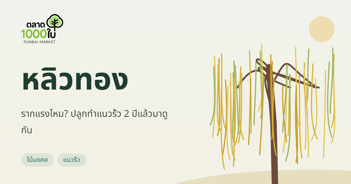 หลิวทอง รากแรงไหม? ปลูกทำแนวรั้ว 2 ปีแล้วมาดูกัน