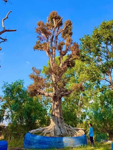 พูนทรัพย์ไม้ยืนต้น