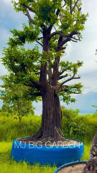 ต้นมะพลับป่า ไม้มงคลสำหรับบ้านคุณ