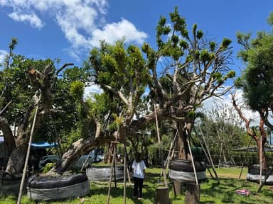 ต้นหว้าแม่น้ำ