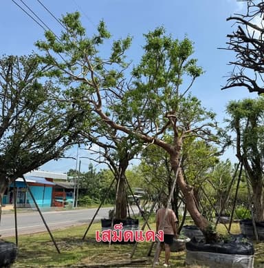 เสม็ดแดง หน้า 14 นิ้ว