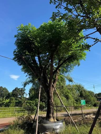 ต้นจามจุรี (2 ต้น 2 แบบ)