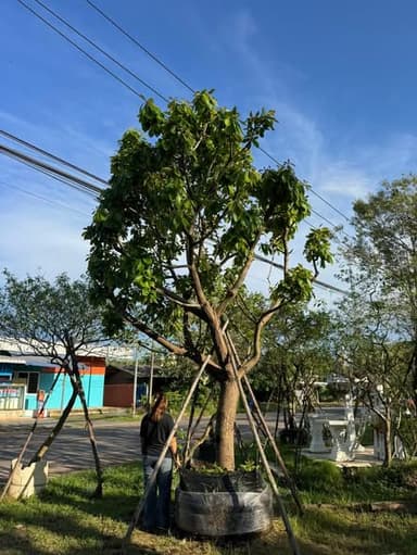 ต้นจิกน้ำ & ต้นเสม็ดแดง