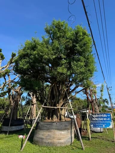 ต้นแจง แบบกอใหญ่ สีเขียวสดใส 🌳