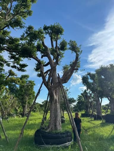 ต้นพูนทรัพย์ หน้า 30 นิ้ว 🌳