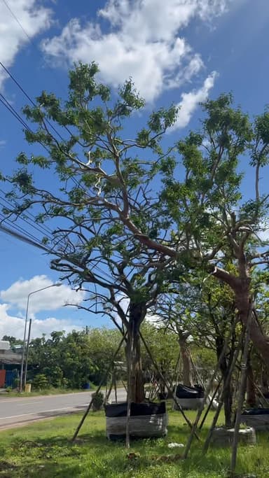 เสม็ดแดง หน้า 14 นิ้ว