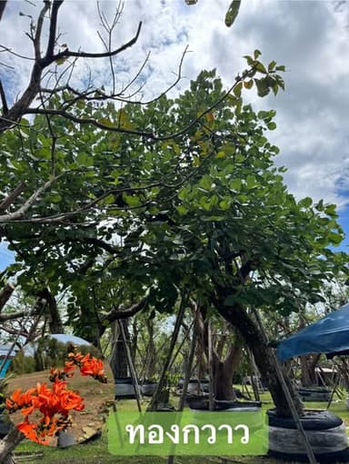 ไม้ลีลาโค้งเอน 🌳