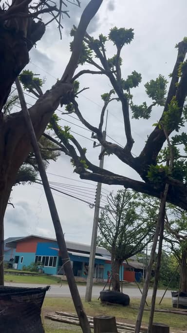 ต้นหว้าแม่น้ำ