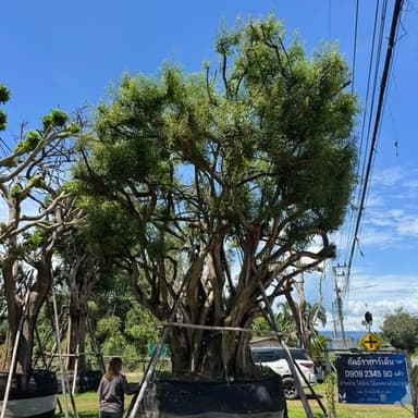 ต้นแจง แบบกอใหญ่ หน้า 50 นิ้ว 🌳