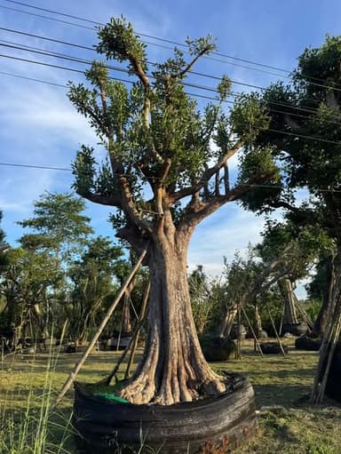 ต้นพูนทรัพย์ 42 นิ้ว