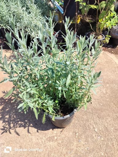 ราเวนเดอร์ไม้ฟอกอากาศ