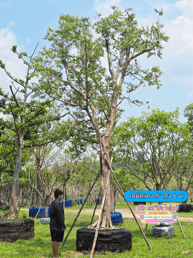 ต้นเสม็ดแดง 11" สูง 6 ม.