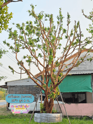 เสม็ดแดง (ทรงกอ) ขนาด 6 ม.