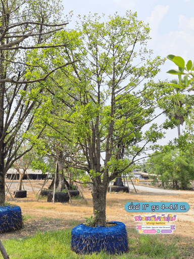 ต้นมั่งมี 11 สูง 4.50 ม.