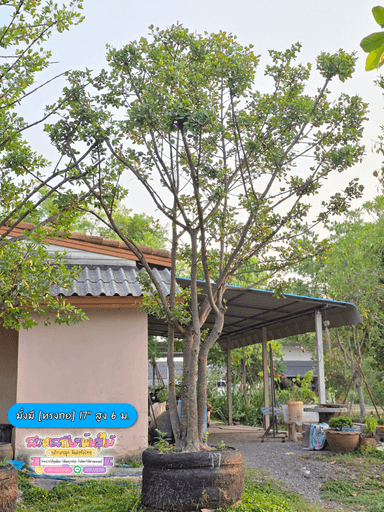 ต้นมั่งมี 17 นิ้ว