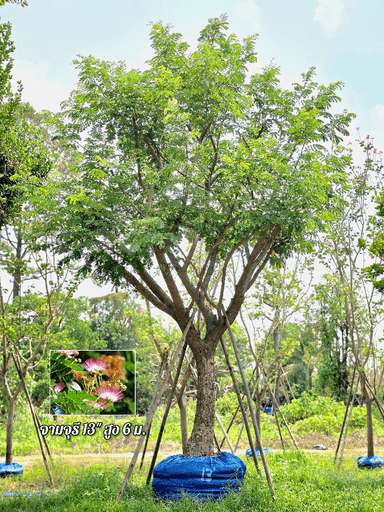 จามจุรี 13 นิ้ว