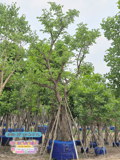 ต้นส้มเสี้ยว