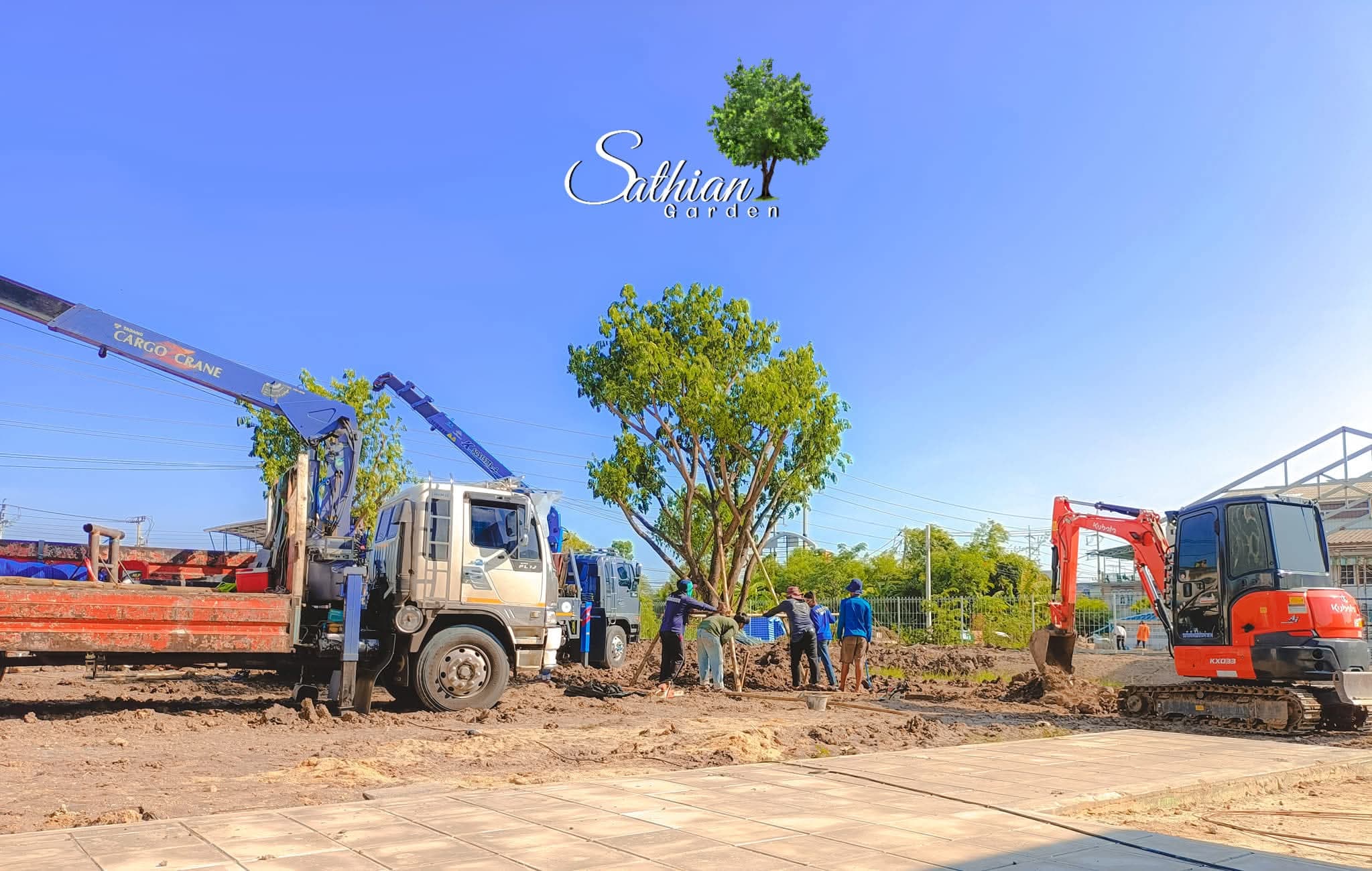 สวน เสถียร พันธุ์ไม้ จำหน่ายไม้ขุดล้อมทุกชนิด