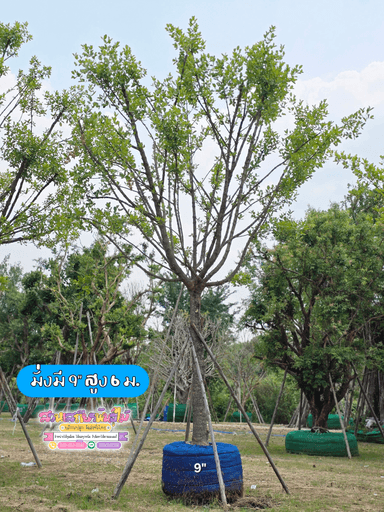 ต้นมั่งมี ขนาด 9 นิ้ว สูง 6 เมตร