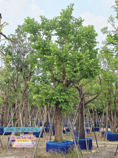 ต้นเสี้ยว 15" สูง 6-7 ม.