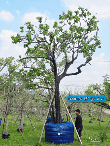 นางกวัก 12" สูง 6 ม.