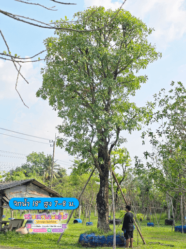 จิกน้ำ 18"