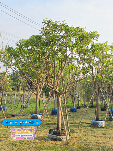 จิกน้ำ 6" สูง 4-4.5 ม.