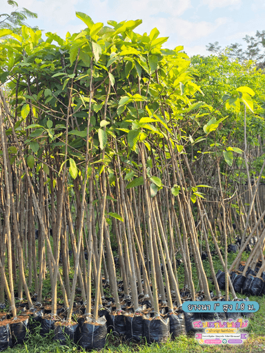 ต้นยางนา ขนาด 1 นิ้ว สูง 1.80 เมตร