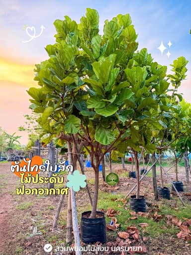 ต้นไทรใบสัก (ต้องสั่งจอง)
