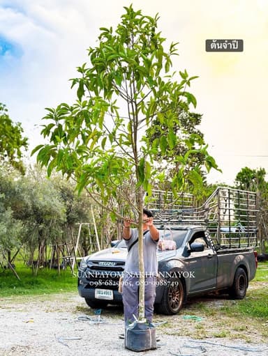 ต้นจำปี 2 นิ้ว