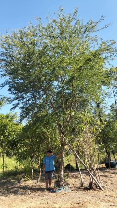 มะขามเทศ สูง 6 เมตร 🌳