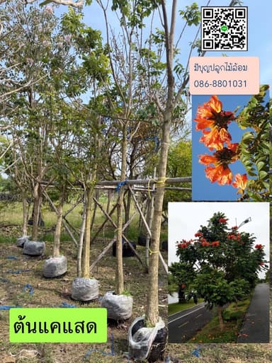 ต้นแคแสด