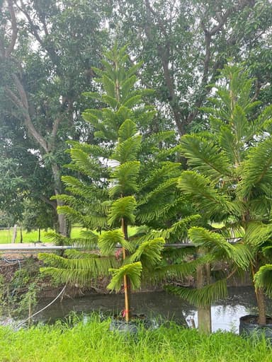 ต้นสนฉัตร Norfolk Island Pine