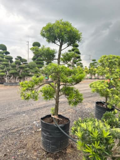 สนใบพายญี่ปุ่น JAPAN PODOCARPUS ポドカルプス