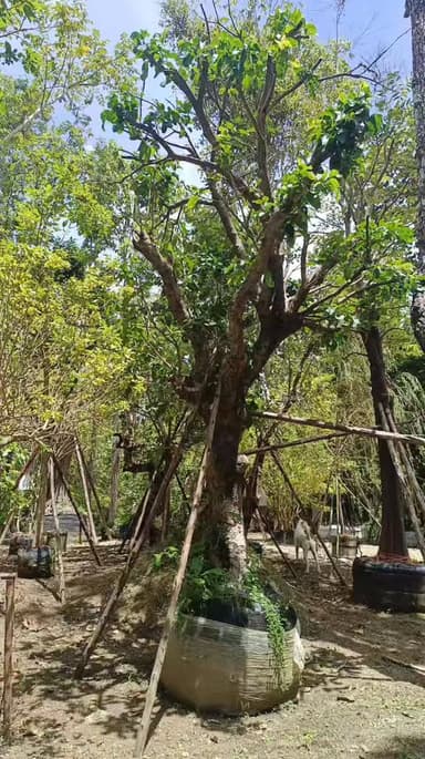 ต้นหว้าน้ำโขง