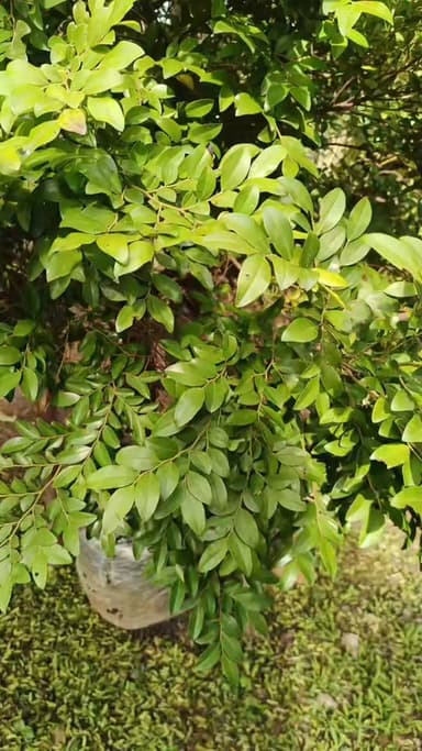 ต้นล่ำซำ ไม้มงคล