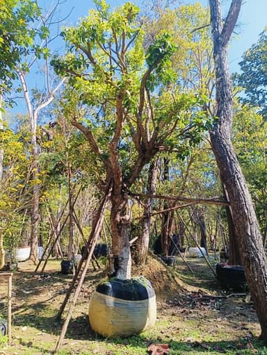 หว้าน้ำโขง ต้นสวย แข็งแรง