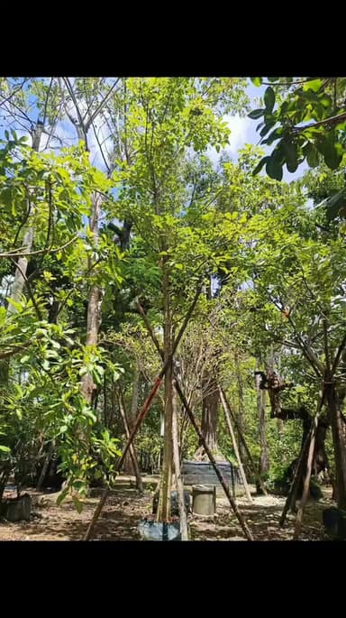 ต้นไข่เน่า