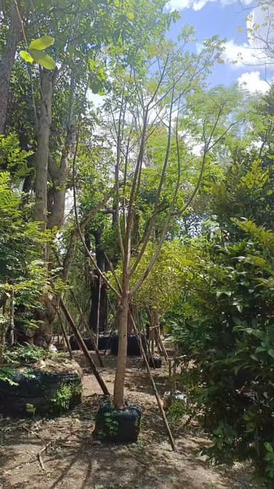 หางนกยูงเหลือง