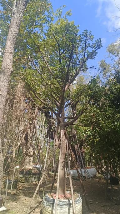 ต้นมั่งมี 🌳