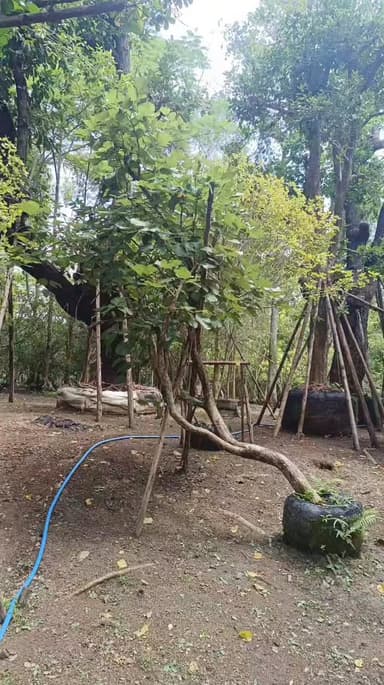 ทองกวาวเอน 🌳