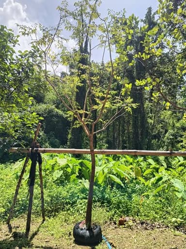 ต้นปีบเงิน 🍃