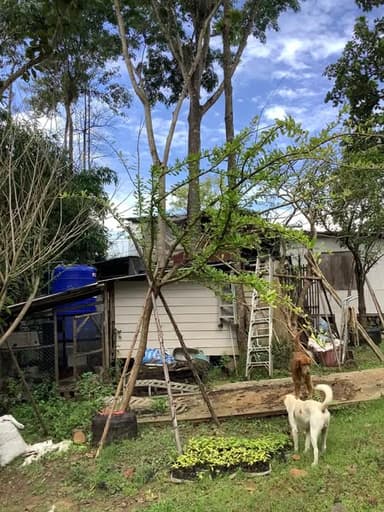 ต้นน้ำเต้าญี่ปุ่น 🌿